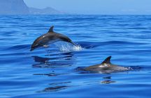 Boating along the coastline of San Carlos with a Marine Biologist