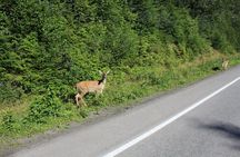 Alaska Native Cultural and Wildlife Adventure