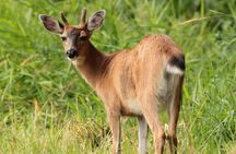 Alaska Native Cultural and Wildlife Adventure