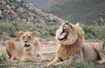 Aquila Game Reserve Safari with wine tasting, Transport & Lunch
