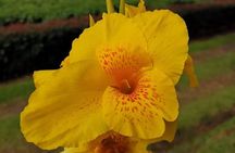 Poás Volcano, Coffee Plantation and La Paz Waterfall Gardens Tour