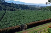 Poás Volcano, Coffee Plantation and La Paz Waterfall Gardens Tour