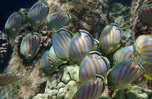 Turtle Town Clear Kayak & Snorkel Tour (10:30am-1pm)