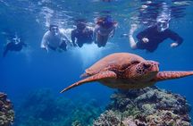 Turtle Town Clear Kayak & Snorkel Tour (10:30am-1pm)