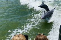 Private Shelling and Dolphin Excursion 