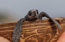 From Huatulco: Turtle Release & Bioluminescence