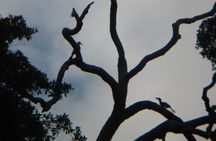 JungleWalla Langkawi Rainforest Afterdark