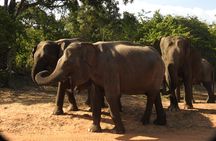 Full Day Safari Tour in Yala National Park
