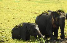 Full Day Safari Tour in Yala National Park