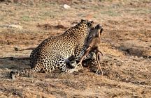 Full Day Safari Tour in Yala National Park