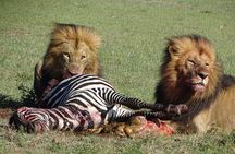 1-Day Maasai Mara Safari