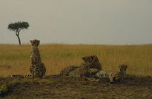 1-Day Maasai Mara Safari
