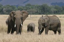 1-Day Maasai Mara Safari