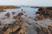 JungleWalla Desaru Beachlife & Tidepool Discovery