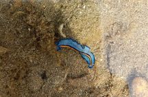 JungleWalla Desaru Beachlife & Tidepool Discovery
