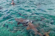 Private Snorkeling (Hol Chan Marine Reserve and Shark Ray Alley)