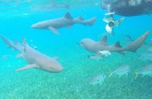 Private Snorkeling (Hol Chan Marine Reserve and Shark Ray Alley)