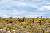Port Lincoln Full-day Exploration Tour