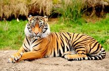 Private Taj Mahal & Ranthambore Wildlife Safari Tour from Delhi