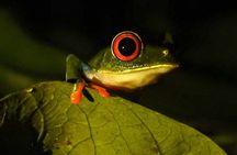 Rio Celeste Nature Night Walk