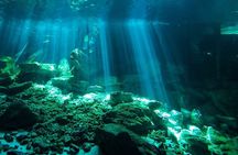 Scuba Diving in Cenote Dos Ojos from Playa del Carmen