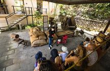 The Colors of Coffee in the Farms of Coatepec