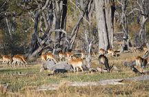 6 Nights 7 days Zebra Trail Moremi