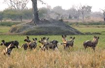 6 Nights 7 days Zebra Trail Moremi