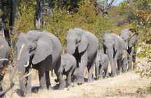 6 Nights 7 days Zebra Trail Moremi