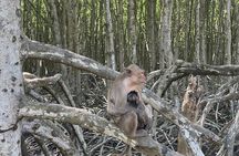 Can Gio Mangroves - Monkey Island by Motorbike and Scooter