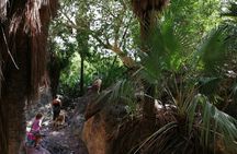 Hiking to Desert Palm Oases of San Carlos with a Biologist