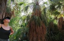 Hiking to Desert Palm Oases of San Carlos with a Biologist
