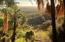 Hiking to Desert Palm Oases of San Carlos with a Biologist