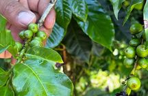 Coffee Tour in Sacatepéquez with Tasting