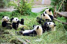 One Day Giant Panda Leisure Private Tour in Chengdu