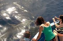  Fishing, Snorkelling & Dolphin Boat Tour