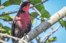 Bird Watching Mazatlán - Birding Tour