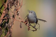 Bird Watching Mazatlán - Birding Tour