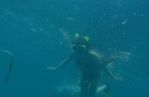 Full Day Cahuita Snorkel And Sloth Sanctuary from Puerto Viejo de Limón