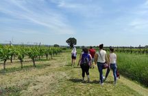 Visit of the Winemaker with Tasting of Typical Products in Faenza
