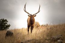Private Wildlife Driving Tour in Rocky Mountain National Park