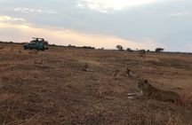 The Best 3Days Start from Mwanza to Serengeti' through Viator