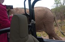 Full Day Pilanesberg Experience in Open Vehicle
