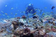 Discover Scuba Diving, Tenerife. Photos and videos included