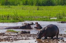 2 Days Private Midrange Safari from and back to Zanzibar