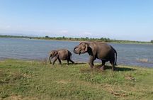Explore The Beauty Of Udawalawe National Park From South Coast During 01 Day