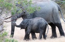 Explore The Beauty Of Udawalawe National Park From South Coast During 01 Day