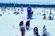 Winter Dog Sledding in Knik, Alaska