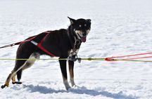 Winter Dog Sledding in Knik, Alaska