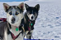 Winter Dog Sledding in Knik, Alaska